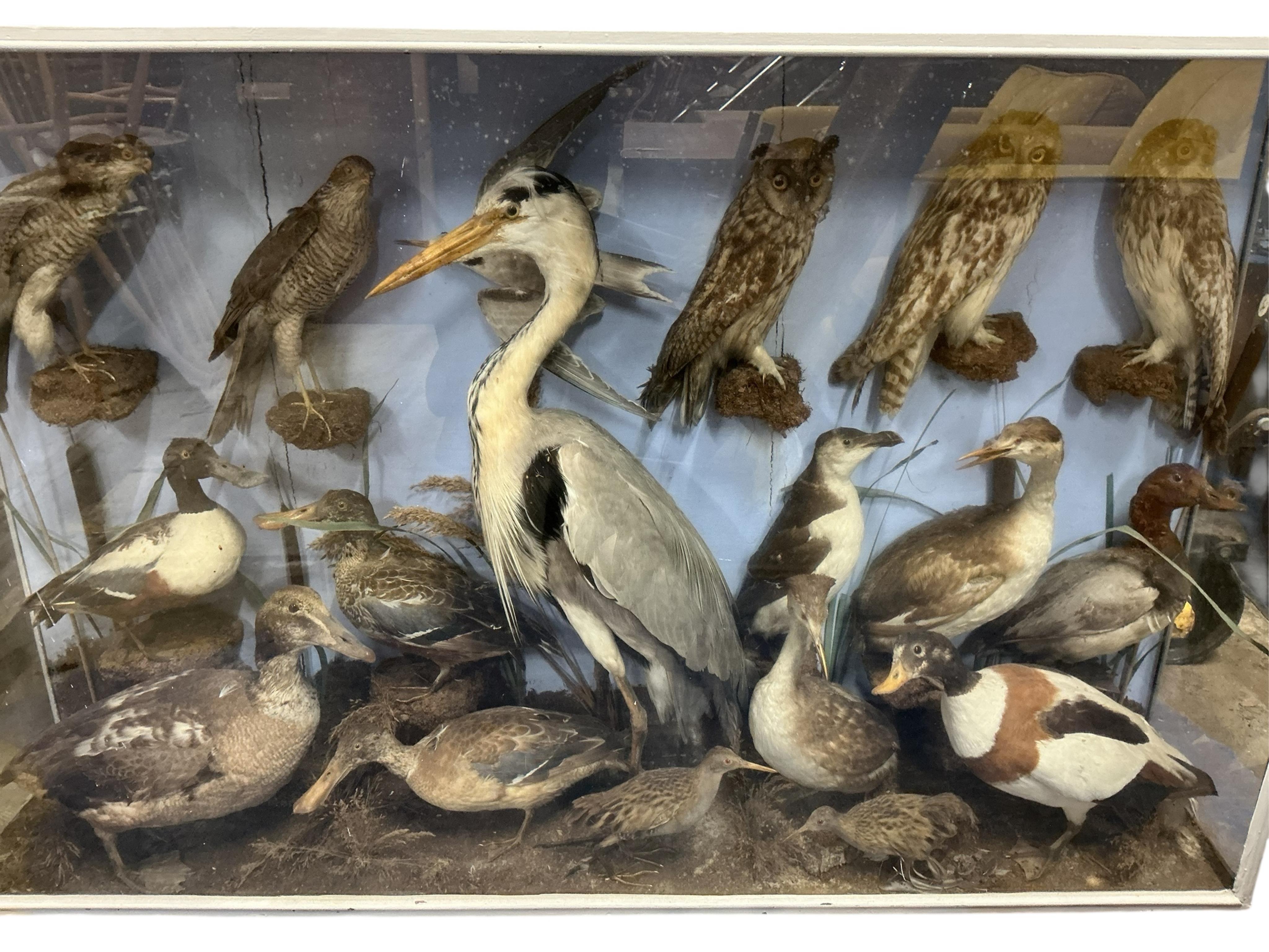 A large cased taxidermy group of birds, including ducks, a heron, a razorbill, a rail, birds of prey including owls, including a long eared owl and a sparrowhawk, etc., contained within a painted case; 142.5cm wide, 89cm